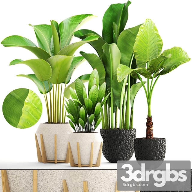 Collection of plants. exotic, interior, calathea, palm tree, alocasia, bush, banana, pot, flower - thumbnail 1