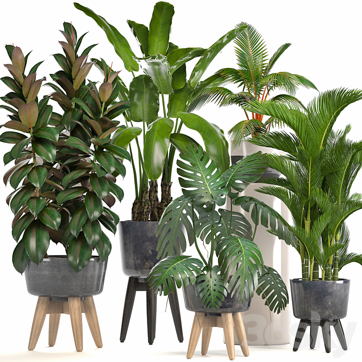 Collection of plants. Ficus bushes Banana strelitzia monstera Rapis palm tree coconut tree exotic plants ficus abidjan strelitzia eco design 3DS Max - thumbnail 1