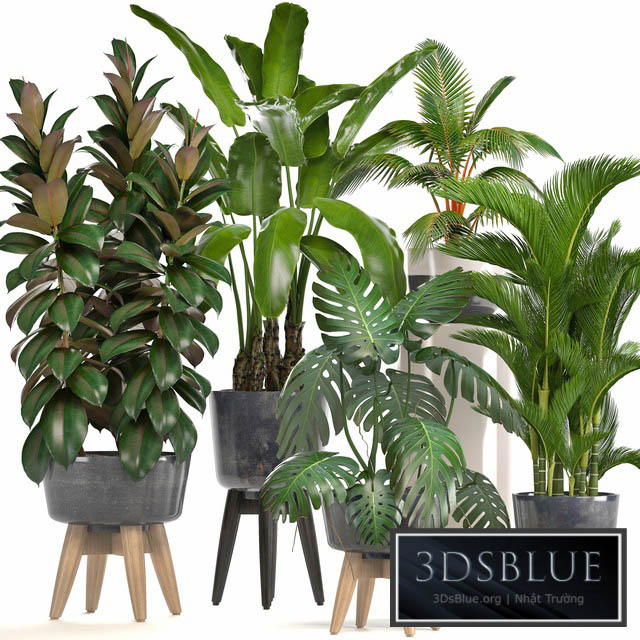 Collection of plants. Ficus bushes Banana strelitzia monstera Rapis palm tree coconut tree exotic plants ficus abidjan strelitzia eco design 3DS Max - thumbnail 3