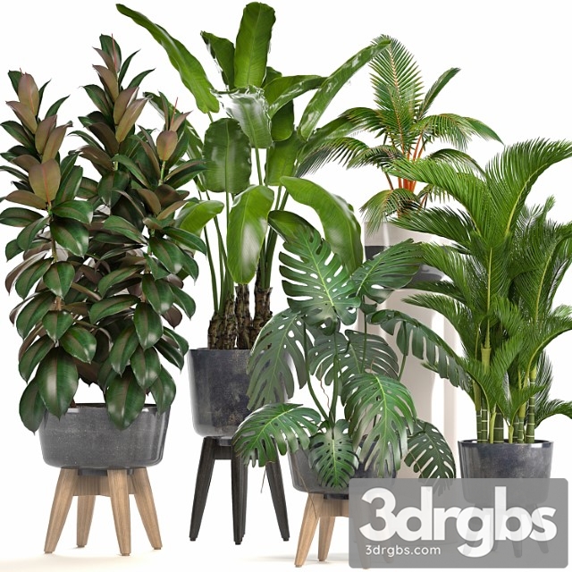 Collection of plants. ficus, bushes, banana, strelitzia, monstera, rapis, palm tree, coconut tree, exotic plants, ficus abidjan, strelitzia, eco design - thumbnail 1