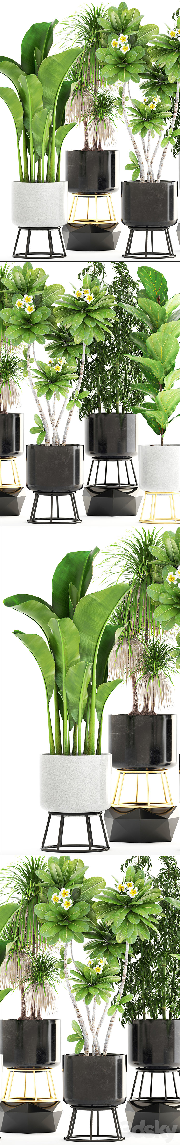 Collection of plants. flower pot bush bamboo dracaena banana ficus lyrata plumeria loft interior indoor 3DS Max - thumbnail 2