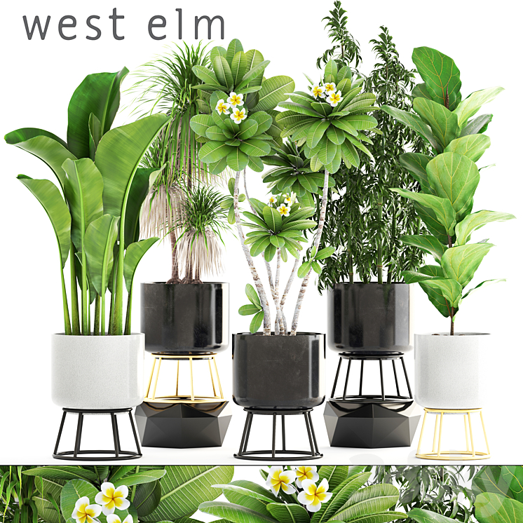 Collection of plants. flower pot bush bamboo dracaena banana ficus lyrata plumeria loft interior indoor 3DS Max - thumbnail 1