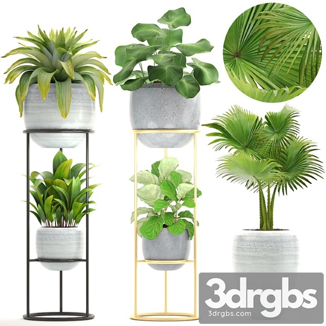 Collection of plants. flower shelf, flower stand, palm tree, bromeliad, ficus, bushes, pot, flowerpot, indoor plants - thumbnail 1