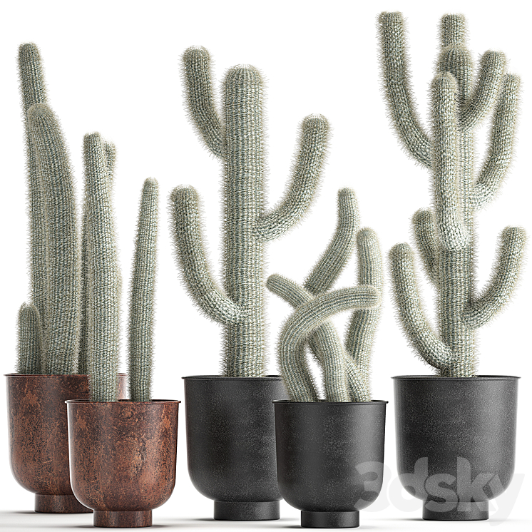 Collection of plants fluffy cacti in black pots indoor Cleistocactus. Set 840. 3DS Max - thumbnail 1