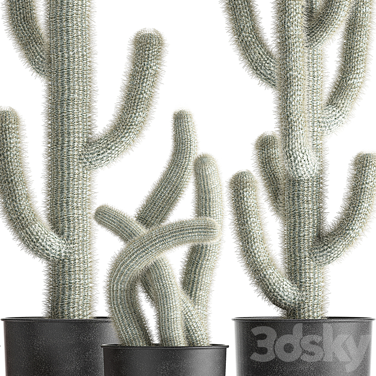 Collection of plants fluffy cacti in black pots indoor Cleistocactus. Set 840. 3DS Max - thumbnail 2