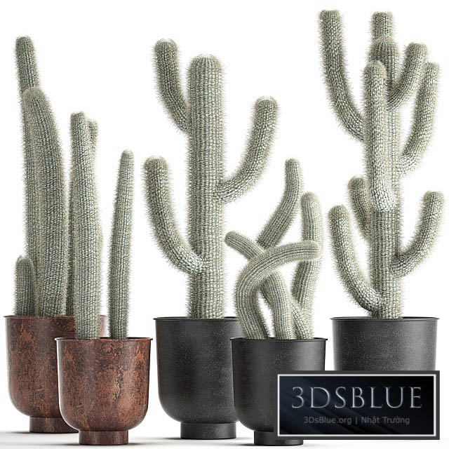 Collection of plants fluffy cacti in black pots indoor Cleistocactus. Set 840. 3DS Max - thumbnail 3