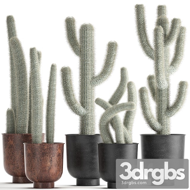 Collection of plants fluffy cacti in black pots, indoor cleistocactus. set 840. - thumbnail 1