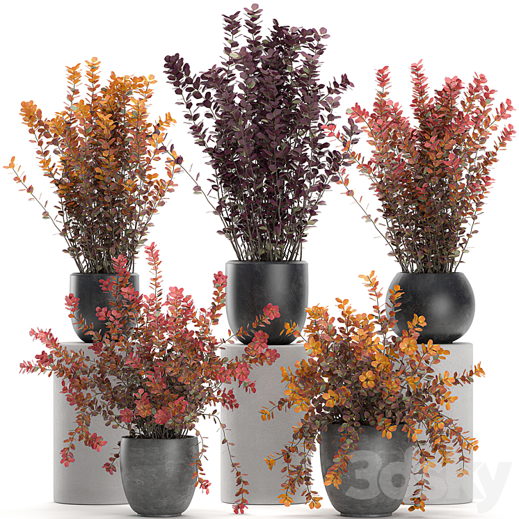 Collection of plants for garden and landscape design in outdoor pots with Barberry bush autumn dried flower. Set 698. 3DS Max - thumbnail 1