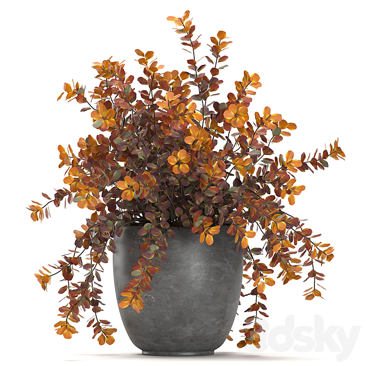 Collection of plants for garden and landscape design in outdoor pots with Barberry bush autumn dried flower. Set 698. 3DS Max - thumbnail 2