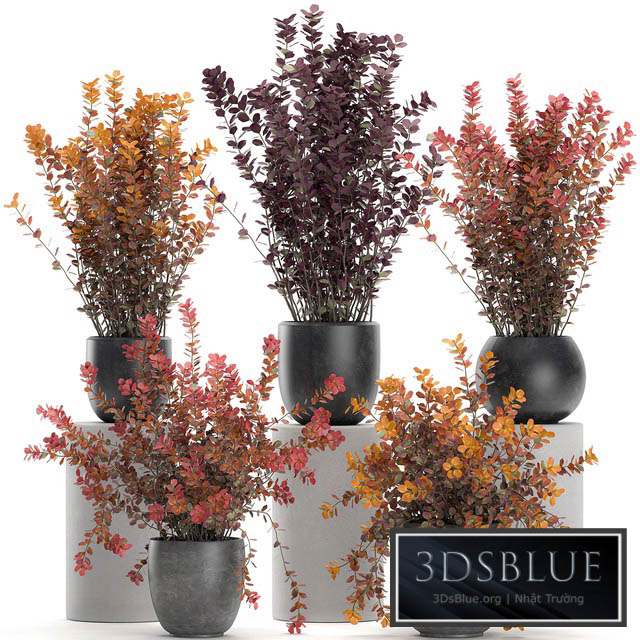 Collection of plants for garden and landscape design in outdoor pots with Barberry bush autumn dried flower. Set 698. 3DS Max - thumbnail 3