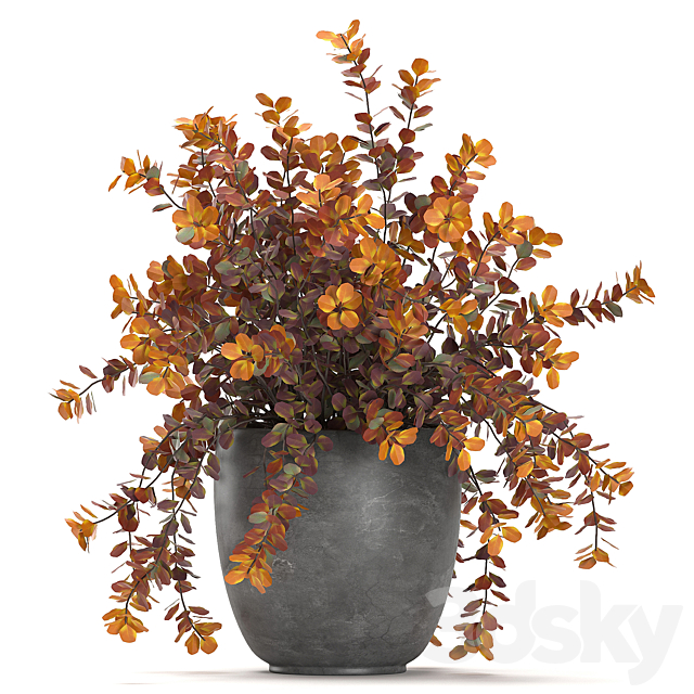 Collection of plants for garden and landscape design in outdoor pots with Barberry bush. autumn. dried flower. Set 698. 3DSMax File - thumbnail 2