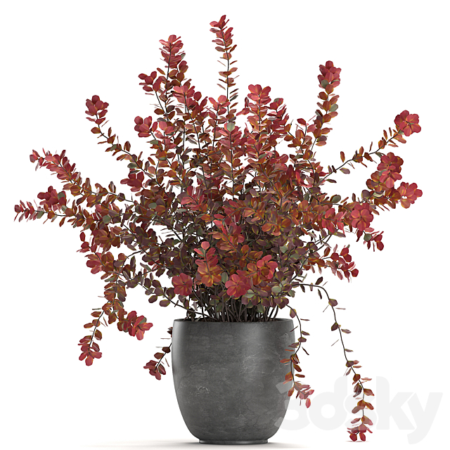 Collection of plants for garden and landscape design in outdoor pots with Barberry bush. autumn. dried flower. Set 698. 3DSMax File - thumbnail 3