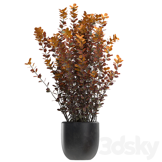 Collection of plants for garden and landscape design in outdoor pots with Barberry bush. autumn. dried flower. Set 698. 3DSMax File - thumbnail 4