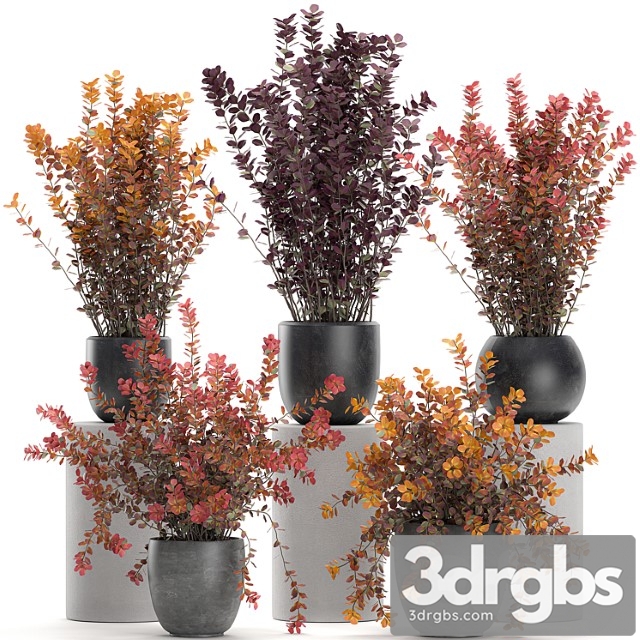 Collection of plants for garden and landscape design in outdoor pots with barberry bush, autumn, dried flower. set 698. - thumbnail 1