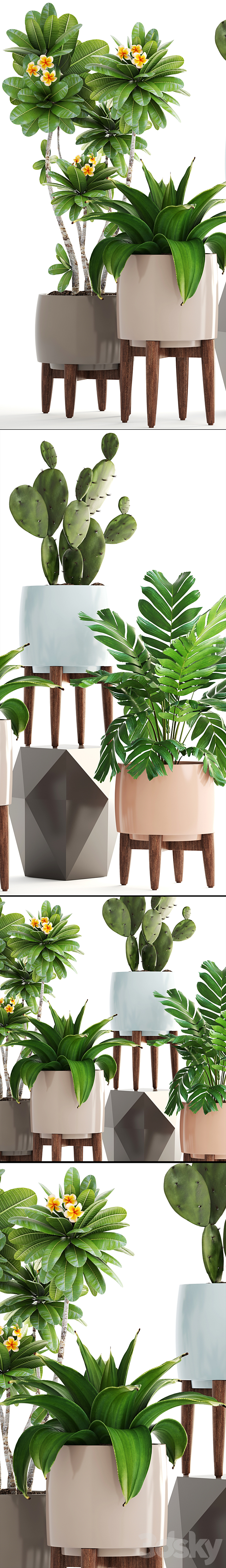 Collection of plants. frangipani agave palm cactus prickly pear Hamedorea palm flower pot 3DS Max Model - thumbnail 2