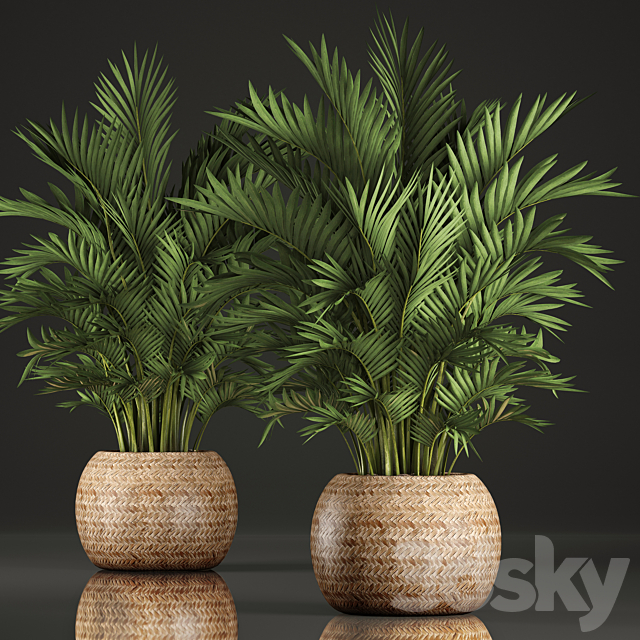 Collection of plants Howea 346. Hovea. kentia. basket. rattan. indoor palm tree. eco design 3DSMax File - thumbnail 1