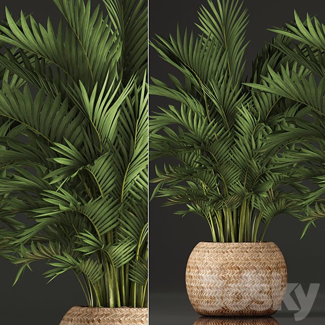 Collection of plants Howea 346. Hovea. kentia. basket. rattan. indoor palm tree. eco design 3DSMax File - thumbnail 2