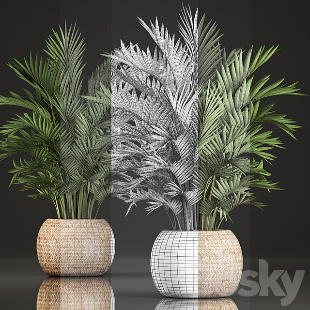 Collection of plants Howea 346. Hovea. kentia. basket. rattan. indoor palm tree. eco design 3DSMax File - thumbnail 3