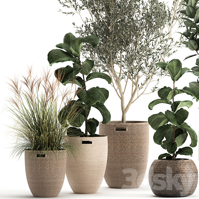 Collection of plants in baskets with indoor Olive tree Ficus lyrata elastica veinik. Set 972. 3DS Max Model - thumbnail 2