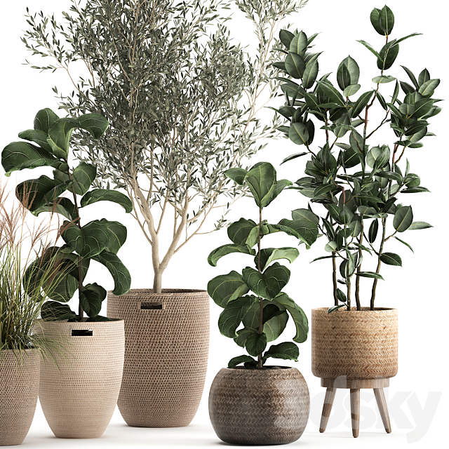 Collection of plants in baskets with indoor Olive tree Ficus lyrata elastica veinik. Set 972. 3DS Max Model - thumbnail 3