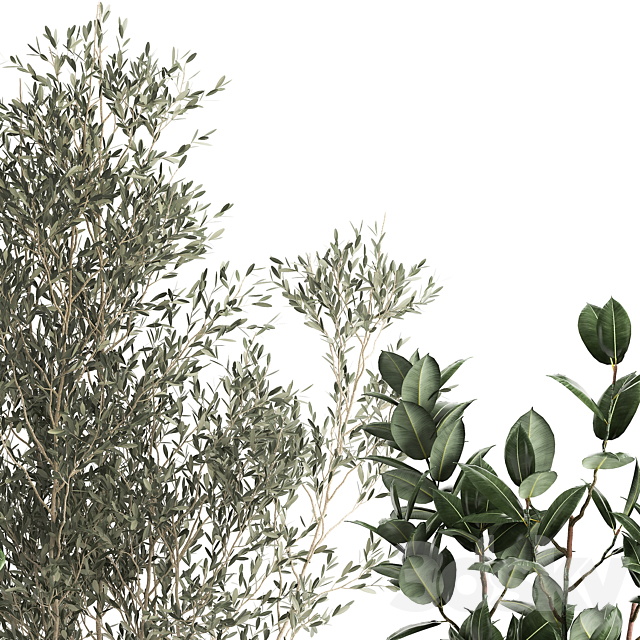 Collection of plants in baskets with indoor Olive tree Ficus lyrata elastica veinik. Set 972. 3DS Max Model - thumbnail 4