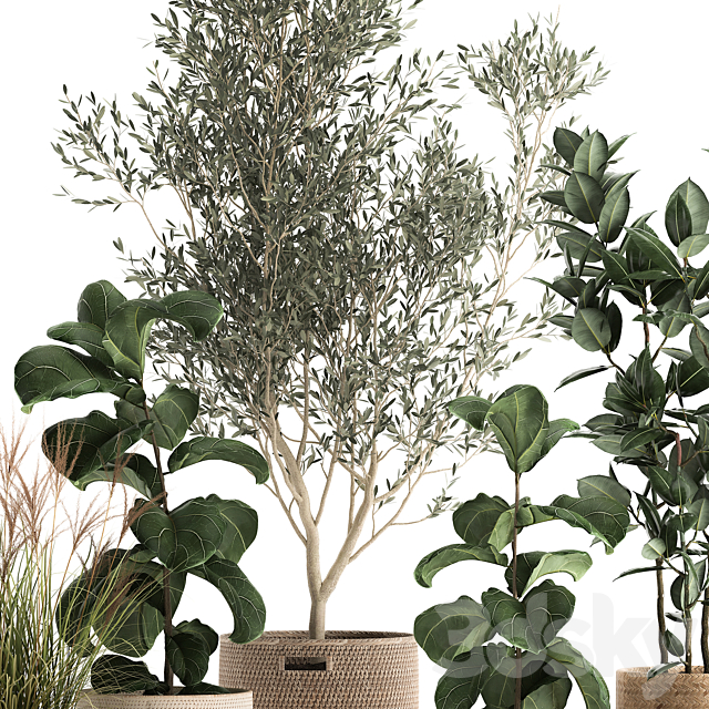 Collection of plants in baskets with indoor Olive tree Ficus lyrata elastica veinik. Set 972. 3DS Max Model - thumbnail 5