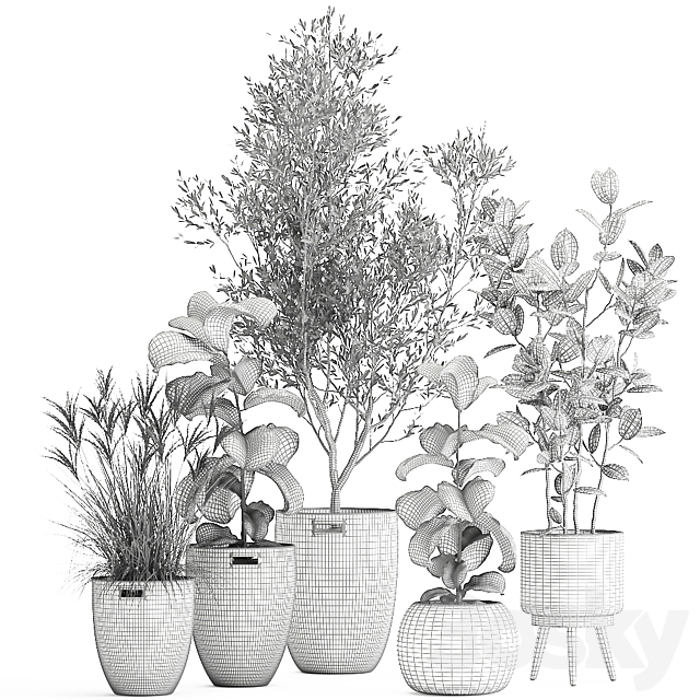 Collection of plants in baskets with indoor Olive tree Ficus lyrata elastica veinik. Set 972. 3DS Max Model - thumbnail 6