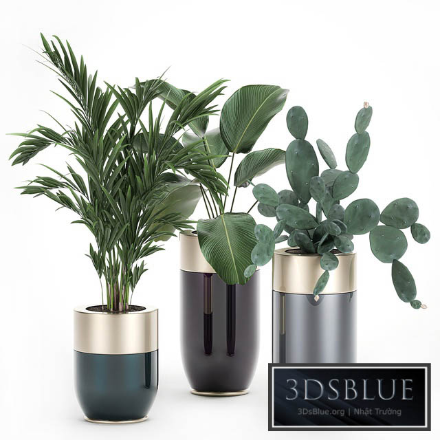 Collection of plants in beautiful Godwin Longhi pots with Palm Cactus Calathea lutea Hovea Prickly pear . Set 704. 3DS Max - thumbnail 3