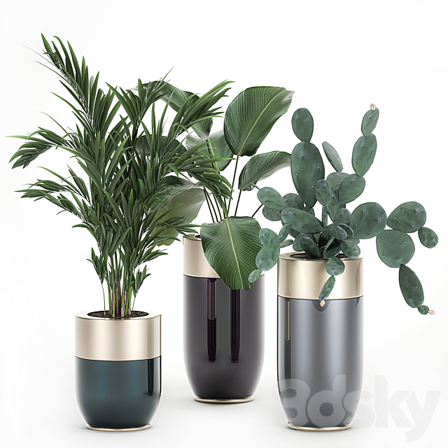 Collection of plants in beautiful Godwin Longhi pots with Palm. Cactus. Calathea lutea. Hovea. Prickly pear . Set 704. 3DSMax File - thumbnail 1