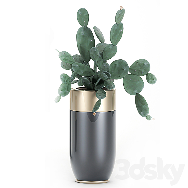 Collection of plants in beautiful Godwin Longhi pots with Palm. Cactus. Calathea lutea. Hovea. Prickly pear . Set 704. 3DSMax File - thumbnail 4