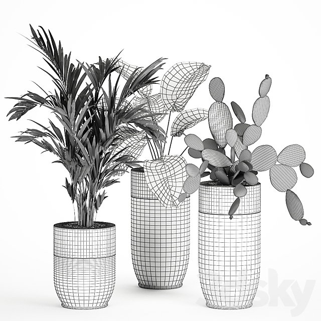 Collection of plants in beautiful Godwin Longhi pots with Palm. Cactus. Calathea lutea. Hovea. Prickly pear . Set 704. 3DSMax File - thumbnail 5