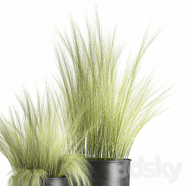 Collection of plants in black metal pots with bush grass grass. Set 1004. 3DSMax File - thumbnail 4