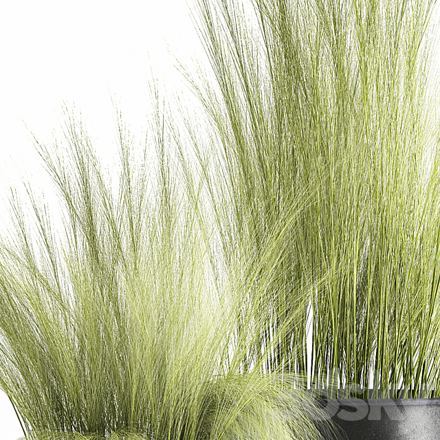 Collection of plants in black metal pots with bush grass grass. Set 1004. 3DSMax File - thumbnail 5