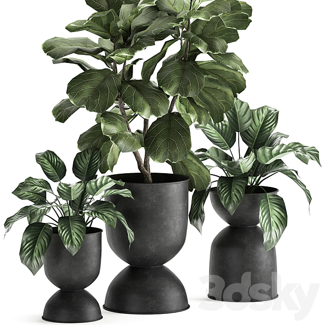 Collection of plants in black metal pots with Ficus lyrata decorative tree. Set 876. 3DS Max Model - thumbnail 2