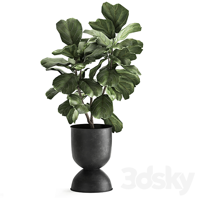 Collection of plants in black metal pots with Ficus lyrata decorative tree. Set 876. 3DS Max Model - thumbnail 3