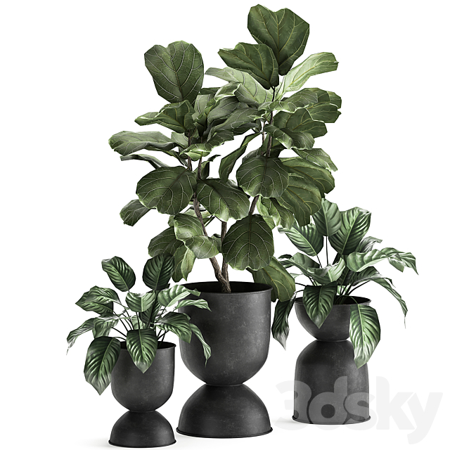 Collection of plants in black metal pots with Ficus lyrata decorative tree. Set 876. 3DS Max Model - thumbnail 4