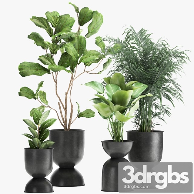 Collection of plants in black metal pots with ficus lyrata, palm howea, kalatea lutea. set 1041. - thumbnail 1