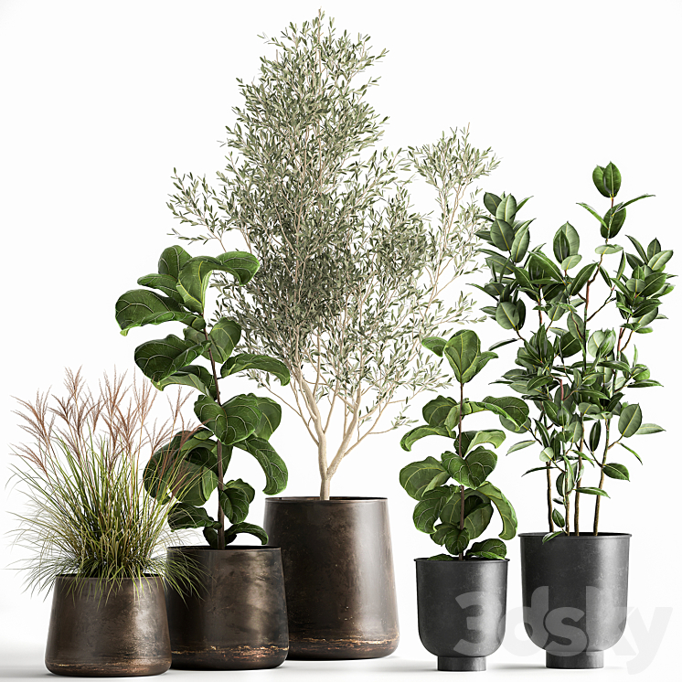 Collection of plants in black metal pots with Olive Ficus lyrata tree. Set 1029. 3DS Max - thumbnail 1