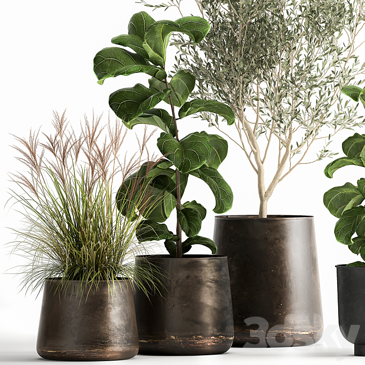 Collection of plants in black metal pots with Olive Ficus lyrata tree. Set 1029. 3DS Max - thumbnail 2