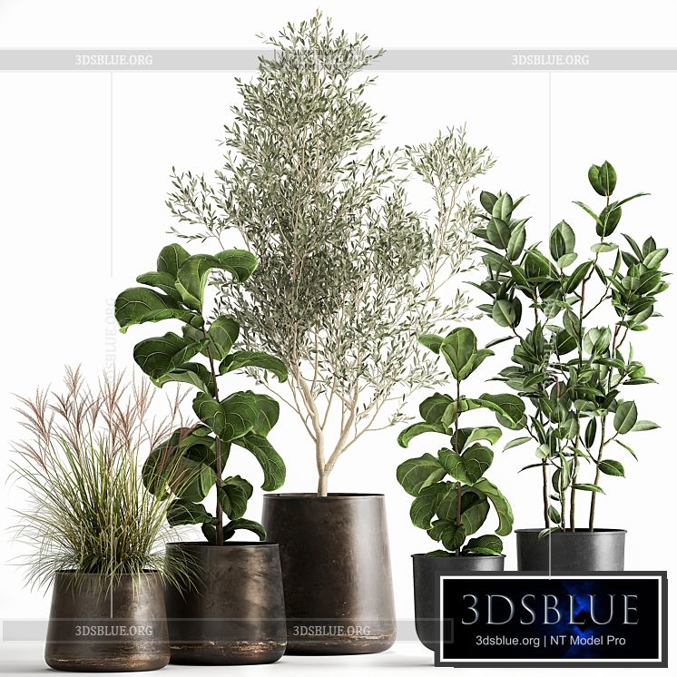 Collection of plants in black metal pots with Olive Ficus lyrata tree. Set 1029. 3DS Max - thumbnail 3