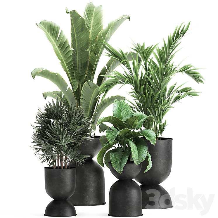 Collection of plants in black metal pots with Strelitzia banana palm Alokasia rapeseed. Set 897. 3DS Max - thumbnail 1