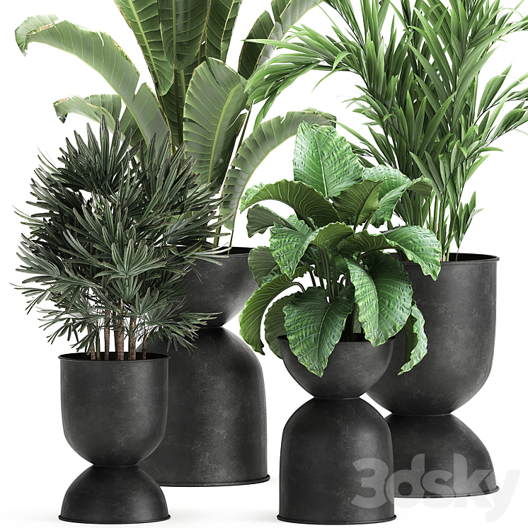 Collection of plants in black metal pots with Strelitzia banana palm Alokasia rapeseed. Set 897. 3DS Max - thumbnail 2