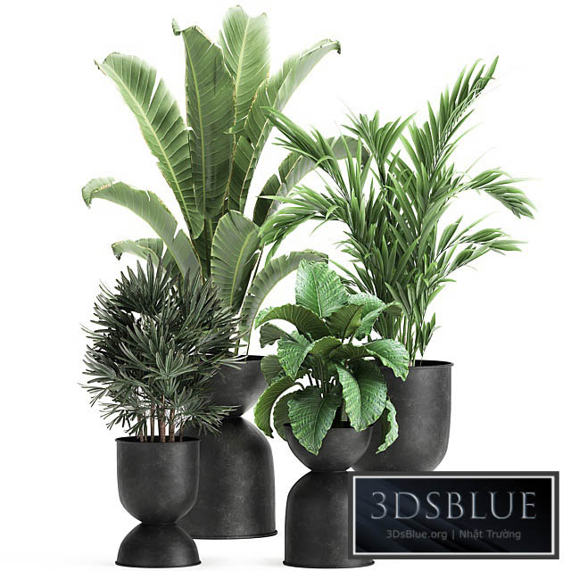 Collection of plants in black metal pots with Strelitzia banana palm Alokasia rapeseed. Set 897. 3DS Max - thumbnail 3