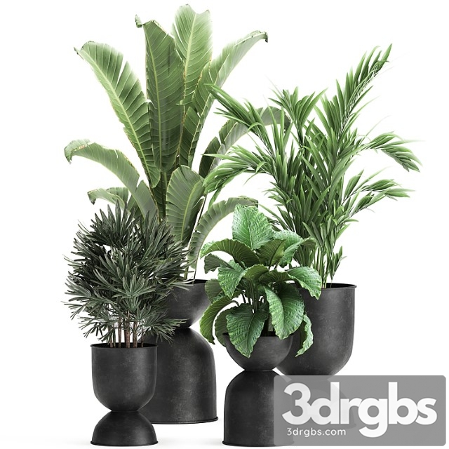 Collection of plants in black metal pots with strelitzia, banana palm, alokasia, rapeseed. set 897. - thumbnail 1