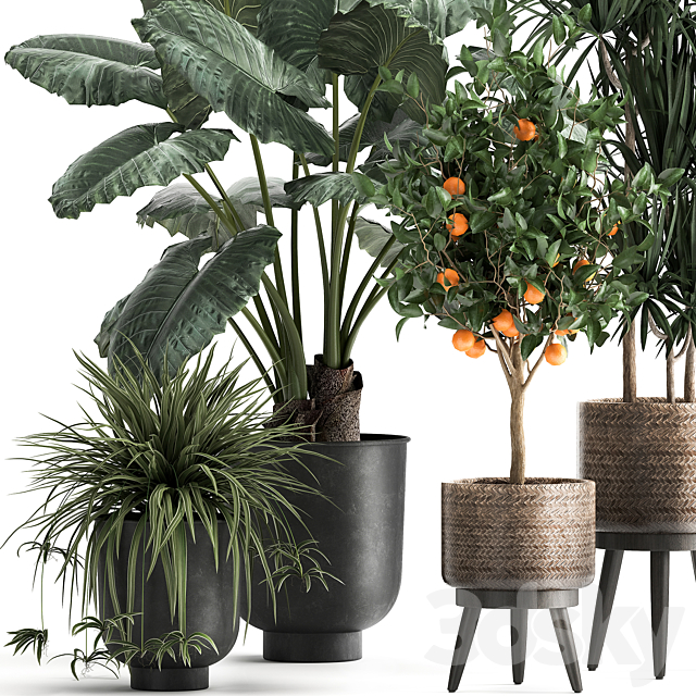 Collection of plants in black pots and baskets with Alocasia dracaena orange tree loft. Set 1002. 3DS Max Model - thumbnail 2