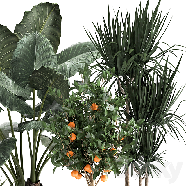 Collection of plants in black pots and baskets with Alocasia dracaena orange tree loft. Set 1002. 3DS Max Model - thumbnail 3