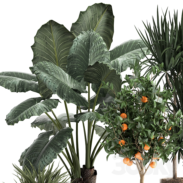 Collection of plants in black pots and baskets with Alocasia dracaena orange tree loft. Set 1002. 3DS Max Model - thumbnail 4