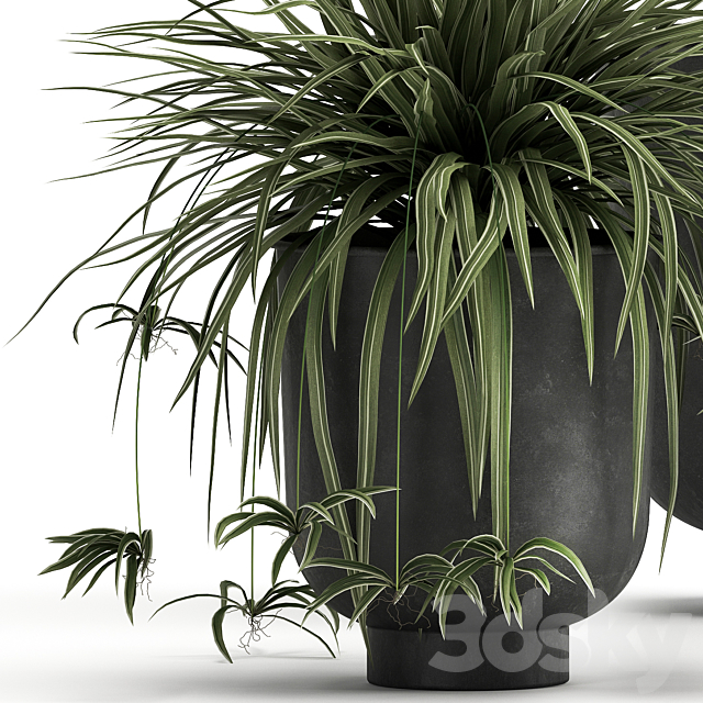 Collection of plants in black pots and baskets with Alocasia dracaena orange tree loft. Set 1002. 3DS Max Model - thumbnail 6