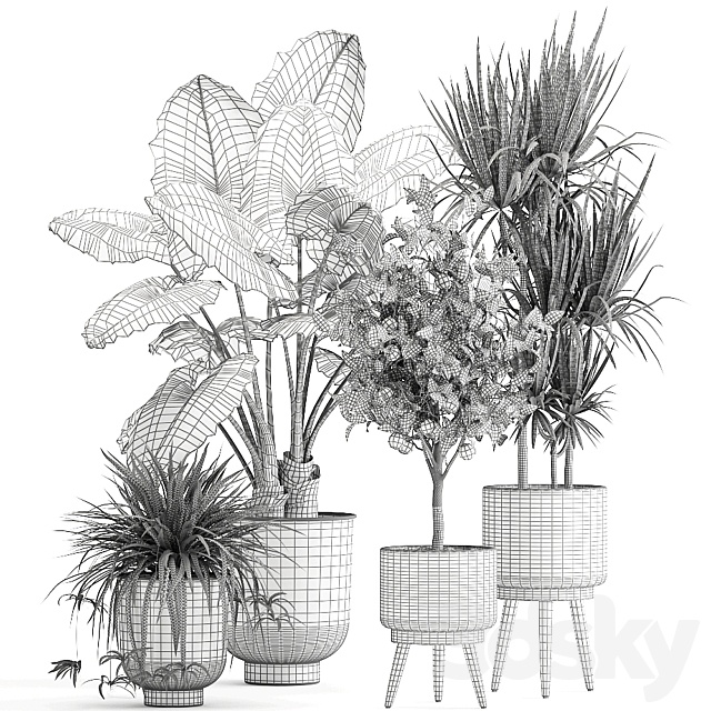 Collection of plants in black pots and baskets with Alocasia dracaena orange tree loft. Set 1002. 3DS Max Model - thumbnail 7