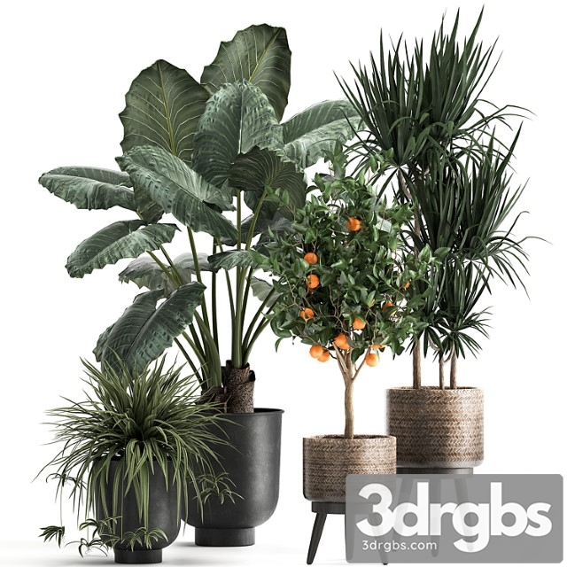 Collection of plants in black pots and baskets with alocasia, dracaena, orange tree, loft. set 1002. - thumbnail 1